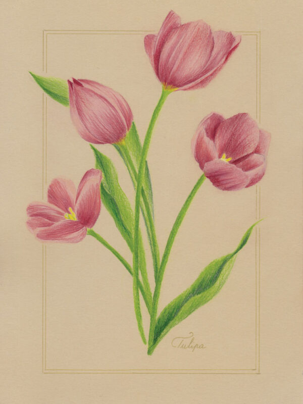 illustration botanique tulipa tulipe crayon de couleur