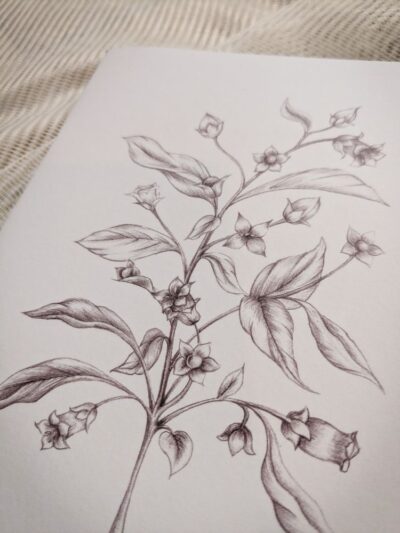Carnet Belladonna – Image 7
